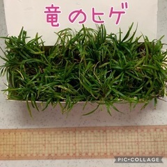 竜のヒゲ（玉竜）…70株くらい（多めにいれます！）