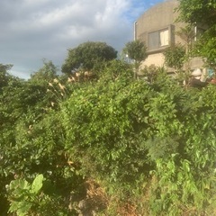 お庭の草刈り、伸びすぎた木の伐採など、草木に関する作業すべて請け...
