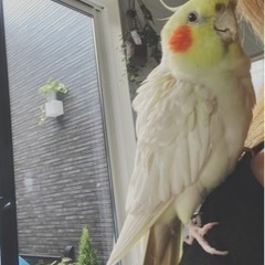 オカメインコ探しています