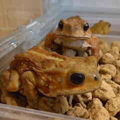 ☆全国発送可能　ミヤコヒキガエルさん  ★繁殖個体☆の画像
