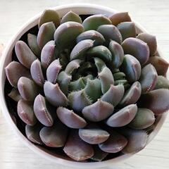 多肉植物初心者です☺