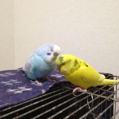 西葛西周辺で、小鳥を飼っている人のお仲間を募集します！ - 江戸川区