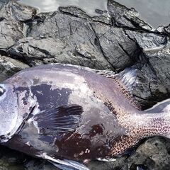 底モノ　石鯛　クチジロ　一緒に釣行しませんか