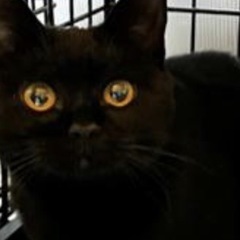②黒猫ちゃん1才未満＊関東圏限定(代理投稿)
