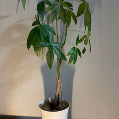 観葉植物＊パキラ