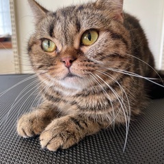 アメリカンショートヘアの女の子！里親募集中🐱