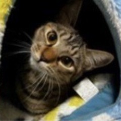 ⑦おとなしい姉妹猫ちゃん１才未満＊関東圏限定(代理投稿)