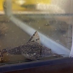 アフリカツメガエル3匹と水槽とブクブク