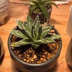 アガベ　笹の雪　多肉　観葉植物　デザイン陶器鉢付