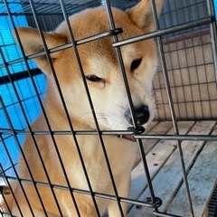 品のいい柴犬