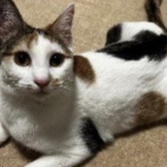 ④黒目が大きい三毛ちゃん１才未満＊関東圏限定(代理投稿)