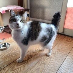 7歳 メス 人懐っこい猫です！！