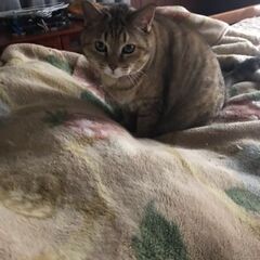 可愛い猫さんです