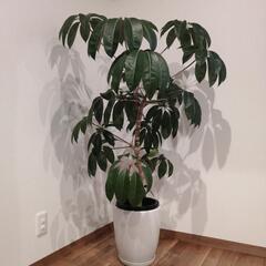 ツピダンサス  カリプトラツス 観葉植物 値下げ