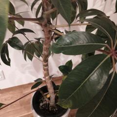 ツピダンサス  カリプトラツス 観葉植物 値下げの画像