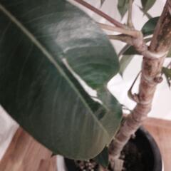 ツピダンサス  カリプトラツス 観葉植物 値下げの画像