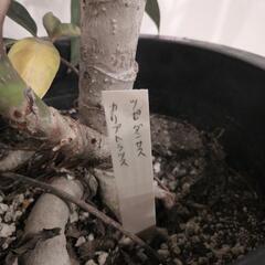 ツピダンサス  カリプトラツス 観葉植物 値下げの画像