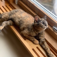 里親さんが決まりました。