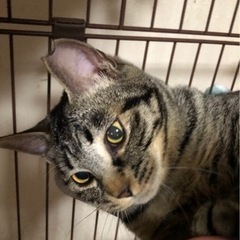 【トライアルへ出発】イケメン＋甘えんぼう(=^x^=)