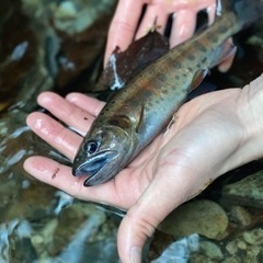 八王子近辺の方！源流釣行メイン。
