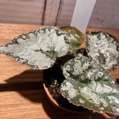 レックスベゴニア♡クイーンウィルヘルム