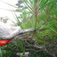 ⭐️プロが教える！！あなただけの剪定教室⭐️の画像