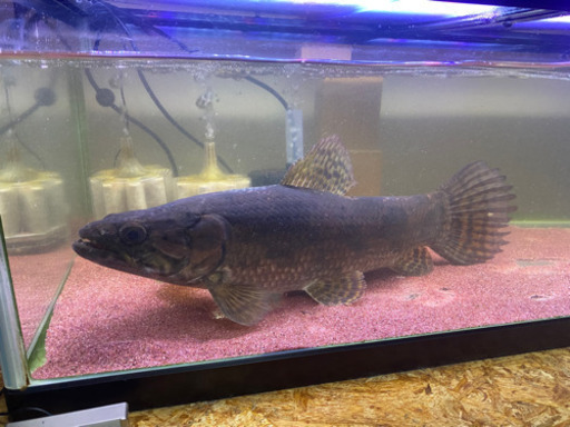 リアルタライロン アイマラ リスナム産