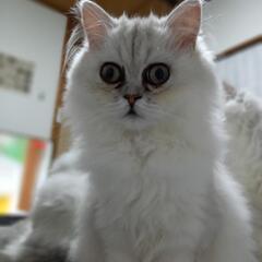 6ヵ月のペルシャの女の子です。