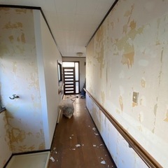 2/28〜 募集！壁紙はり