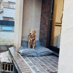 ゴールデンレトリバー里親募集!! - 犬