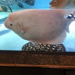 オフスロネームグラミーアルビノ