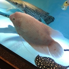 オフスロネームグラミーアルビノの画像