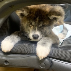 7ヶ月の秋田犬もらってくれる方いませんか？？
