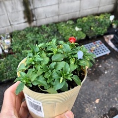 まだ咲いてないビオラ