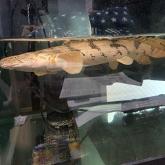 エンドリケリー　熱帯魚
