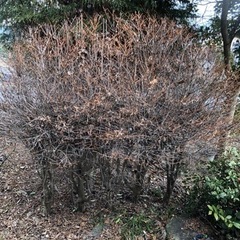 庭木色々差し上げます！