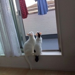 姉妹猫ちゃんの里親急募 - 猫