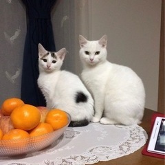 姉妹猫ちゃんの里親急募