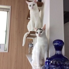 姉妹猫ちゃんの里親急募 − 神奈川県
