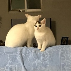 姉妹猫ちゃんの里親急募 - 里親募集