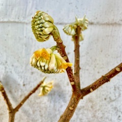 ミツマタ花芽あり　黄色花　の画像