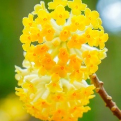 ミツマタ花芽あり　黄色花　