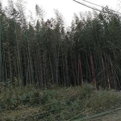 細竹／青竹／太竹 竹垣や竹細工 七夕等にいかがですか？の画像
