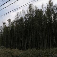 細竹／青竹／太竹 竹垣や竹細工 七夕等にいかがですか？の画像