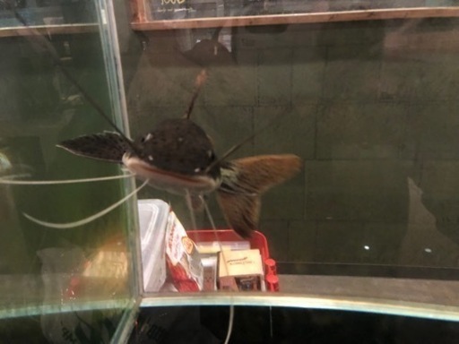 大型魚、観賞魚、レッドテールシャベル