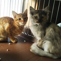 in豊明～保護猫の譲渡会2022年2月19日～ちーむ にゃいんず