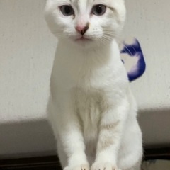 少しビビリな、美猫ちゃん