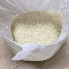新米 お米 コシヒカリ