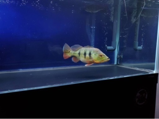 キクラケルベリー　大型魚