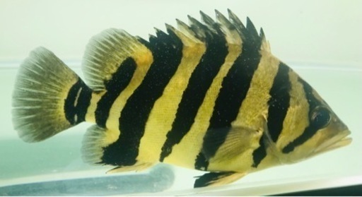 【SOLDOUT】【発色良好】人工餌爆食☆イエロータイプ☆ダトニオプラスワン☆黒墨バンド☆黒化なし☆26㎝±【スマトラ産】